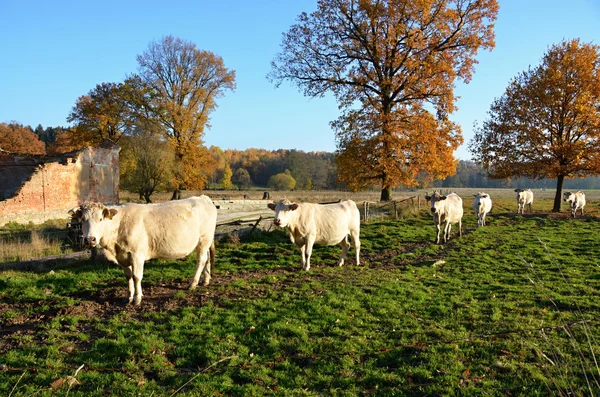 Vit betande kor Charolais, — Stockfoto