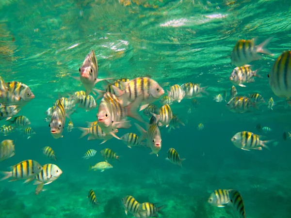 Mar cheio de peixes coloridos — Fotografia de Stock