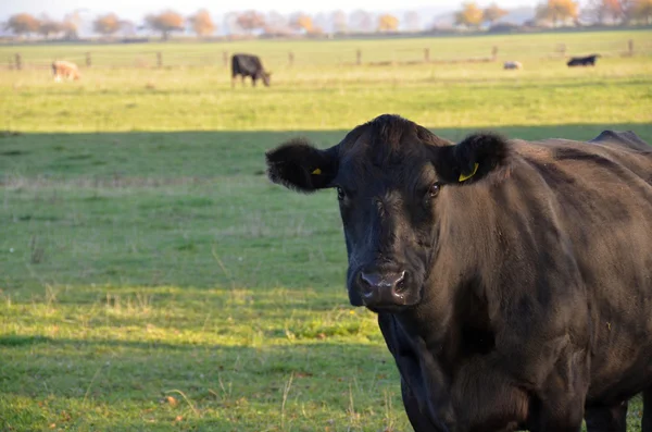 Schwarze Kuh weidet auf einer Weide — Stockfoto