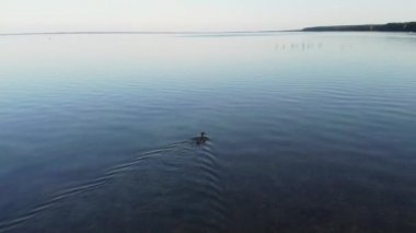 Gün batımında su üzerinde yüzen aşırı gelişmiş sazlıklar ve ördeklerin olduğu gölün yüzeyinin havadan görünüşü. Çok renkli iskelede tatilci insanlar var. Korkmuş bir kuş saklanmaya çalışıyor.