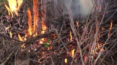 Yanan kuru yaprak ve dal yığınını büyük kuru bir dal ve üzerinde ateş tarafından tüketilen bazı yeşil bitkiler ve kahverengi yapraklarla kapatın. İklim değişikliği krizi. Kurak mevsimde kuru bitki yangını