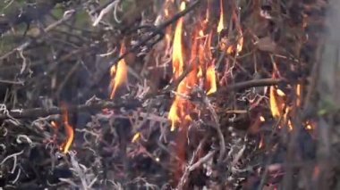 Yanan kuru yaprak ve dal yığınını büyük kuru bir dal ve üzerinde ateş tarafından tüketilen bazı yeşil bitkiler ve kahverengi yapraklarla kapatın. İklim değişikliği krizi. Kurak mevsimde kuru bitki yangını