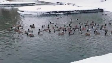 Bir sürü ördek suda yüzer. Gölde ya da nehirde ördekler. Kış Ördekleri. Snow ve Blizzard nehrin üzerinde, şehir parkında. Vahşi ördekler dönen nehirde beslenir. En üstteki 4K 'dan görüntü