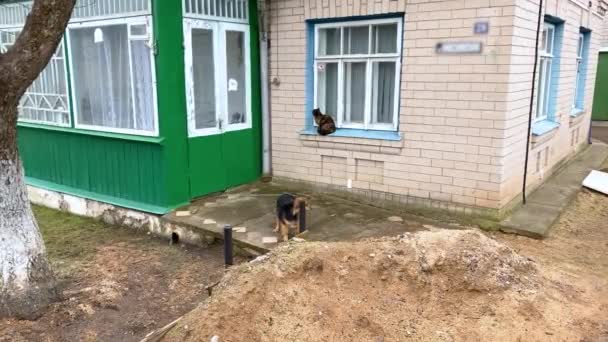 Anjing Dan Kucing Desa Halaman Sebuah Rumah Pada Hari Yang — Stok Video