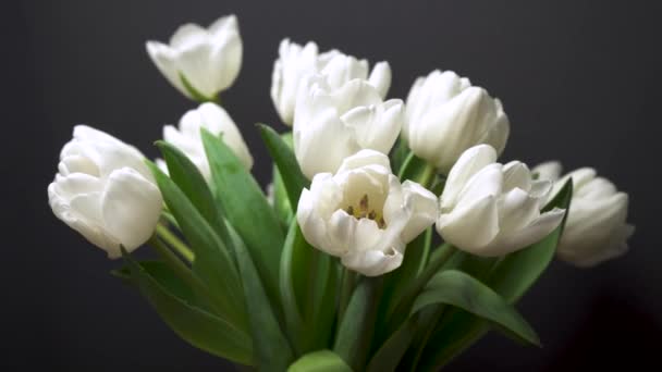 Pohled na elegantní bílé tulipány rotující na černém pozadí. Hromada bílých květin detailní-up makrofotografie. Rostliny se houpají ve větru. Dárek na dovolenou, příjemné překvapení. Jarní koncept 4K