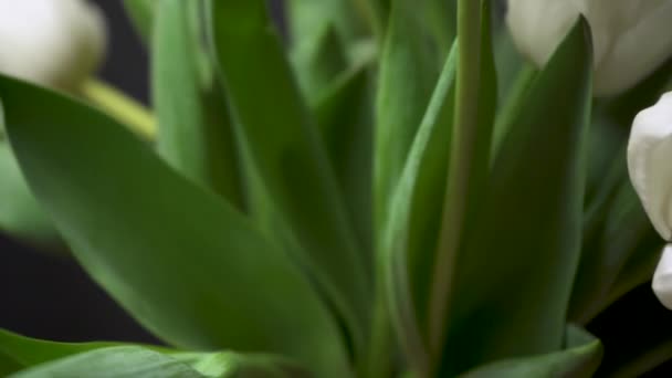 Vue Des Élégantes Tulipes Blanches Tournantes Sur Fond Noir Bouquet — Video