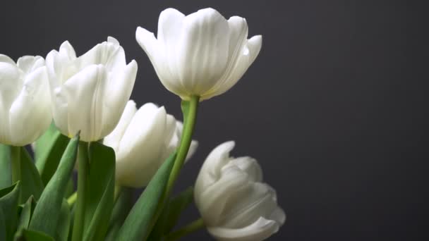 Pemandangan Tulip Putih Elegan Berputar Pada Latar Belakang Hitam Sekelompok — Stok Video