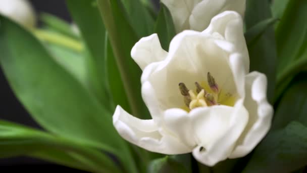 Pemandangan Tulip Putih Elegan Pada Latar Belakang Hitam Sekelompok Bunga — Stok Video