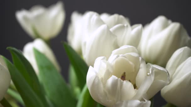 Pemandangan Tulip Putih Elegan Pada Latar Belakang Hitam Sekelompok Bunga — Stok Video