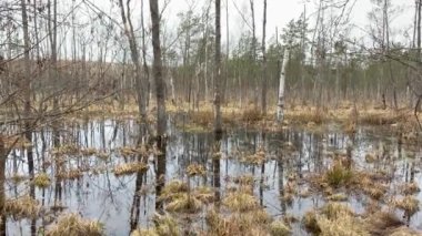 Ölü ağaçların gövdelerini ortaya çıkaran bataklık. Bataklık. Ölü ağaçlar. Vahşi orman ölüyor. Suyun içinde bitkiler olan doğal sulak arazi. Doğa, ekoloji ve çevre bakımı kavramı 4k