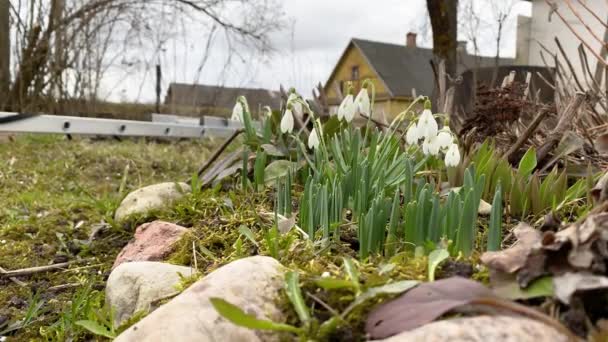 I primi fiori primaverili sbocciano nel giardino contro un cielo blu. Crochi bianchi crescono all'inizio della primavera. Neve sui fiori. Nevicate. Close up su erba e fiori ricoperti di neve in fondo sfocato 4K — Video Stock