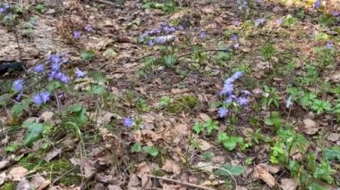 Siyah elbiseli genç güzel bir kız ormanın ilk bahar çiçeklerini mor renkli koparır ve onlara bir buket hediye eder. Avrupa 'nın kozalaklı ormanlarında Mayflower mavi çiçekleri 4k