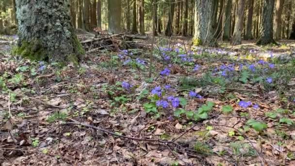 Egy fiatal, gyönyörű lány fekete ruhában letépi az első tavaszi virágokat lila színben az erdőben, így ünnepi ajándékcsokrot készítve belőlük. Mayflower kék virágok tűlevelű erdőben Európában 4k — Stock videók
