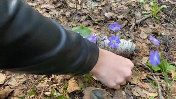 Close up menina bonita em roupas pretas arranca as primeiras flores da primavera de cor roxa na floresta, tornando-os um buquê de presente festivo. Mayflower flores azuis na floresta de coníferas na Europa 4k — Vídeo de Stock