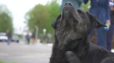 Evsiz, aç, komik, cahil, caddede nazik gözlü bir köpek. Yalnız sokak köpeği sakince kameraya bakıyor. Terk edilmiş hayvan, yakın plan, açık hava. Başıboş hayvanlar sorunu