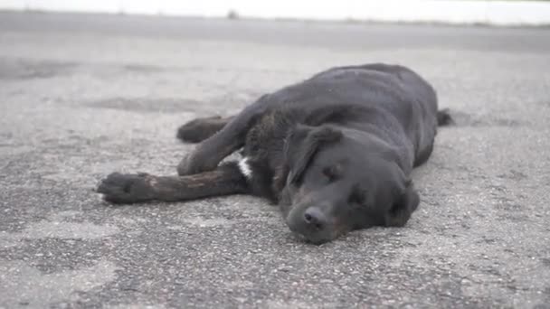 Dakloze hongerige grappige zwarte ondergefokte hond met vriendelijke ogen op straat. Eenzame zwerfhond die rustig in de camera kijkt. Verlaten dier close-up portret, buiten. Probleem van zwerfdieren — Stockvideo