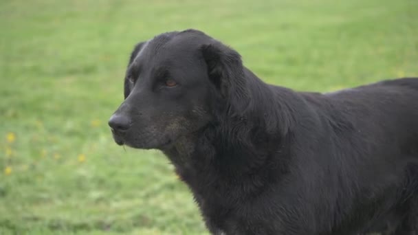 Černý nedospělý pes bez domova s laskavýma očima na ulici na trávníku. Osamělý zatoulaný pes se klidně dívá do kamery. Opuštěné zvíře zblízka portrét, venku. Problém toulavých zvířat — Stock video