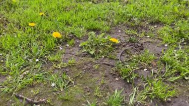 Çimlerin arasında ilerleyen küçük bir yılanın makroyu kapat. Avrupa 'da yaygın olan çim yılanı halkalı olarak da bilinir. Çimen yılanı yerde yatar ve vahşi hayatta dilini çıkararak kendini ısıtır. 4K