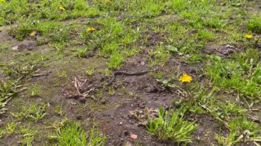 Çimlerin arasında ilerleyen küçük bir yılanın makroyu kapat. Avrupa 'da yaygın olan çim yılanı halkalı olarak da bilinir. Çimen yılanı yerde yatar ve vahşi hayatta dilini çıkararak kendini ısıtır. 4K