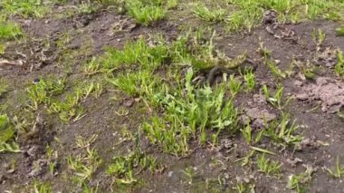 Çimlerin arasında ilerleyen küçük bir yılanın makroyu kapat. Avrupa 'da yaygın olan çim yılanı halkalı olarak da bilinir. Çimen yılanı yerde yatar ve vahşi hayatta dilini çıkararak kendini ısıtır. 4K