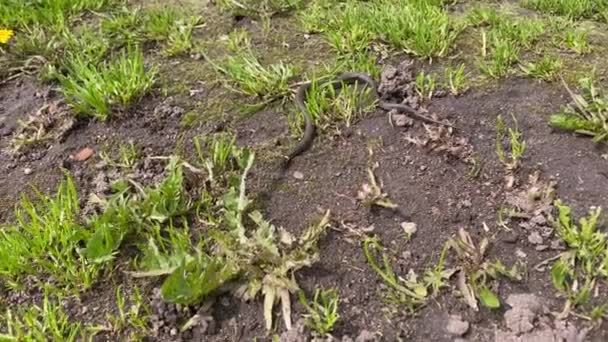 Acercamiento macro de una pequeña serpiente avanzando a través de la hierba. Serpiente de hierba, común en Europa también llamada anillada. La serpiente de hierba yace en el suelo y se calienta sacando su lengua en la vida silvestre 4K — Vídeo de stock