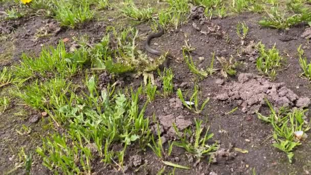Feche macro de uma pequena cobra avançando através da grama. Serpente de grama, comum na Europa também chamado de ringed. Grama cobra encontra-se em um chão e aquece-se, salientando a sua língua na vida selvagem 4K — Vídeo de Stock