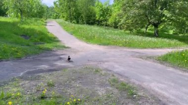 A drake walks on the grass in the park in search of food. Duck on the pond. Wild ducks are reflected in the lake. Multi-colored feathers of birds. Duck feed eat on the surface of the water outdoor 4k