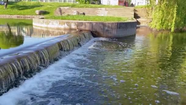 Mallard mãe feminina com pequenos patinhos em uma natureza viva no rio em um dia ensolarado. Época de reprodução em patos selvagens. As crianças não podem superar o obstáculo da água no parque de recreação. Conceito familiar — Vídeo de Stock