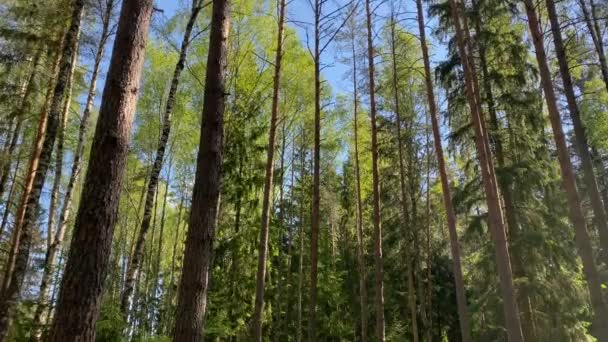 Hermosa mañana de verano en el bosque. Los rayos del sol atraviesan el follaje de un magnífico árbol verde. Bosque mágico de verano. Caminando por el bosque con grandes árboles verdes. Fondo de verano UHD 4K — Vídeo de stock