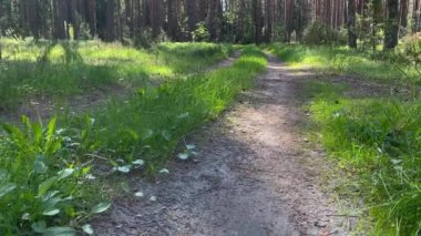 Yeşil Orman 'da şaşırtıcı ve rahatlatıcı bir yol. Ağaçlarla çevrili patika. Orman boyunca yürüyen gezgin, boş zaman, biyo-turizm, yürüyüş. Eski güzel manzaralar ve manzaralar. Doğa ile birlik 4k