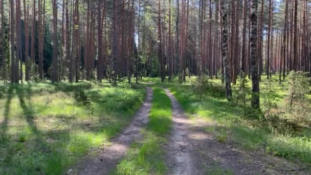 Fantastisk och avkopplande stig i den gröna skogen. Trail Omgiven av träd. Resenär med promenader längs skog, fritid, bio-turism, Vandring. gamla vackra vyer och landskap. Enighet med naturen 4k — Stockvideo