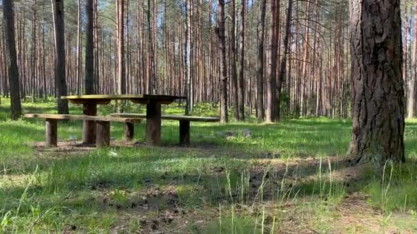 Дерев'яна лавка в дивовижному і спокійному зеленому лісі. Відпочинок в ідилічному кемпінгу. Мандрівник з прогулянками, дозвіллям, біотуризмом, пішохідними прогулянками. Прекрасні краєвиди та пейзажі. Єдність з природою 4k — стокове відео