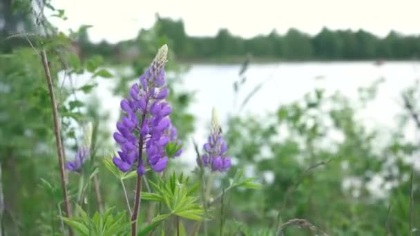 Bee träffar små lila blommor i en grön äng på bakgrunden av en blå sjö. Solstrålar är lila växter. pittoresk utsikt över de ändlösa aromatiska fälten av lavendel i lugna delen av Provence — Stockvideo