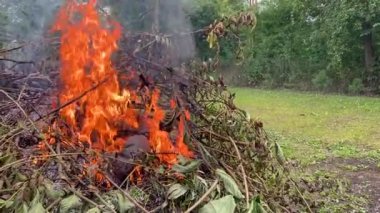 Bahçe arazisinde kurumuş çimenler yanıyor. Bahçede bahar işi. Baharda saha hazırlığı. Düşen yapraklar, çimenler ve bahçe yangınından yükselen duman, sonbahar temizlik dönemi 4K boyunca geri tepiyor
