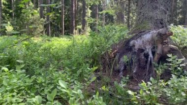 Küçük ağaç kütüğünün 4k manzarası, baharda güneşli bir nisan günü ormanda açan yeni ve farklı yeşil bitkilerle kaplıdır. Yeni ve eski doğanın tam tersi.