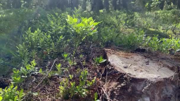 Vista de cerca 4k de lindo tronco de árbol pequeño permanece cubierto de nuevas plantas verdes diferentes jóvenes que florecen en primavera en el soleado día de abril en el bosque. Contraste de nuevo y viejo en la naturaleza — Vídeo de stock