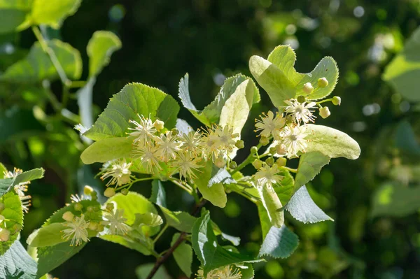 Linden Yellow Blossom Tilia Cordata Tree Small Leaved Lime Little — Stock fotografie