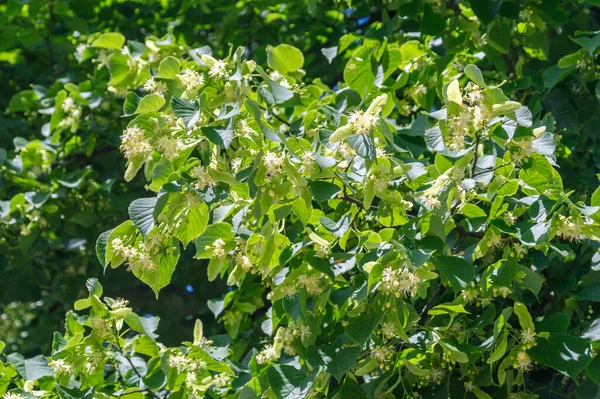 Pohled Listy Tilia Cordata Květiny — Stock fotografie