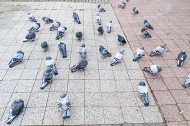 Yürüyen caddede güvercin ve güvercin kalabalığı.