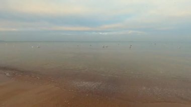 Bulutlu bir günde martılarla Baltık Denizi.