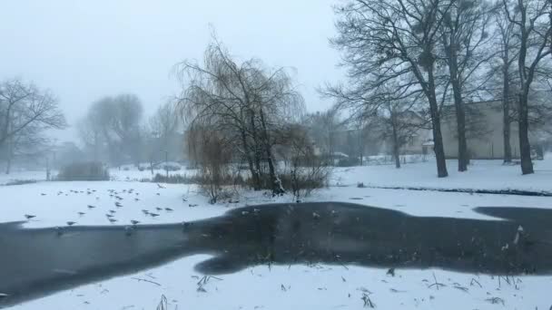 Sneeuw Valt Bevroren Vijver Met Vogels — Stockvideo