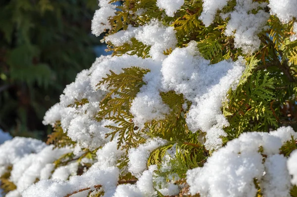 Větve Thujy Pokryté Sněhem — Stock fotografie