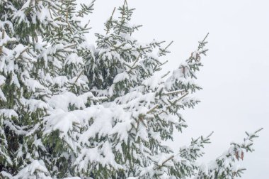 Ladin dallarında bir sürü kar var..