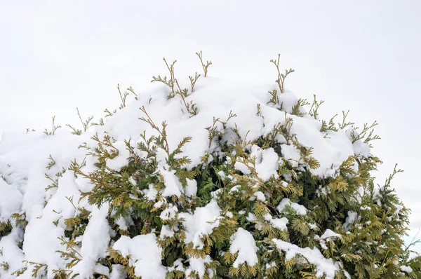 Närbild Toppen Thuja Täckt Snö — Stockfoto