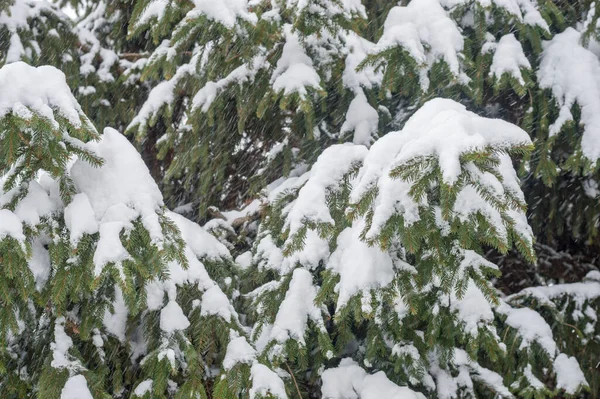 Spar Takjes Met Sneeuw Tijdens Zware Sneeuwval — Stockfoto