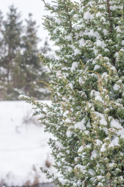 Kışın Yeşil Bir Çalılıkta Kar Yağar — Stok fotoğraf