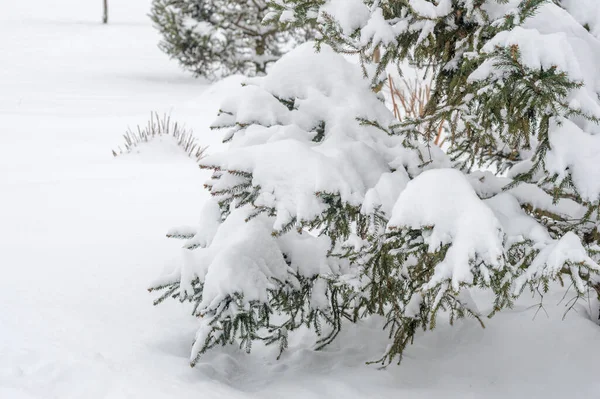 Veel Sneeuw Naaldbomen — Stockfoto