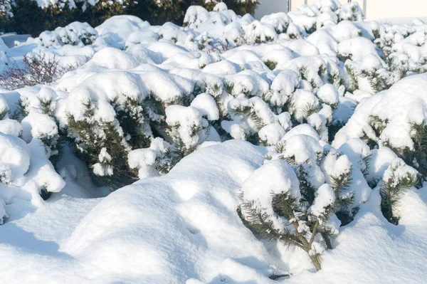 Naaldstruiken Bedekt Met Sneeuw — Stockfoto