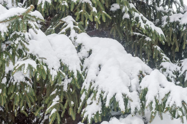Kış Vakti Çam Ağacında Taze Kar Yağar — Stok fotoğraf