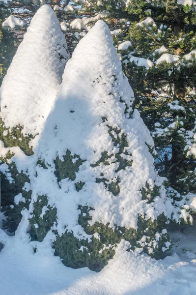Kerstboom Bedekt Met Sneeuw — Stockfoto